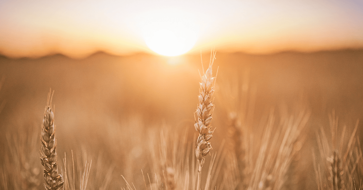 a close up of some grass