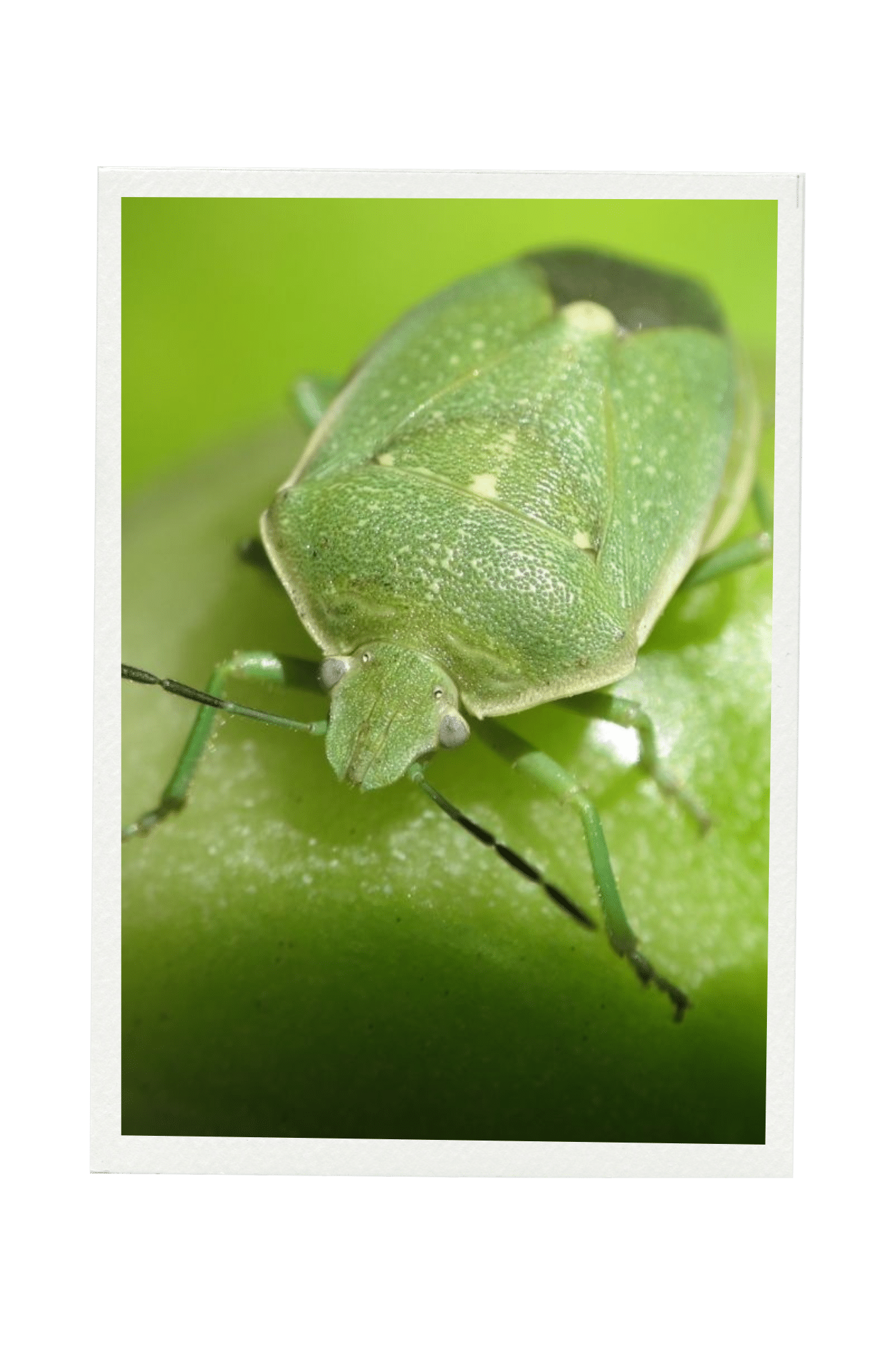 a insect on the ground